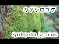 [ベスト] 木 に 生える 苔 種類 483479-木 に 生える 苔 種類