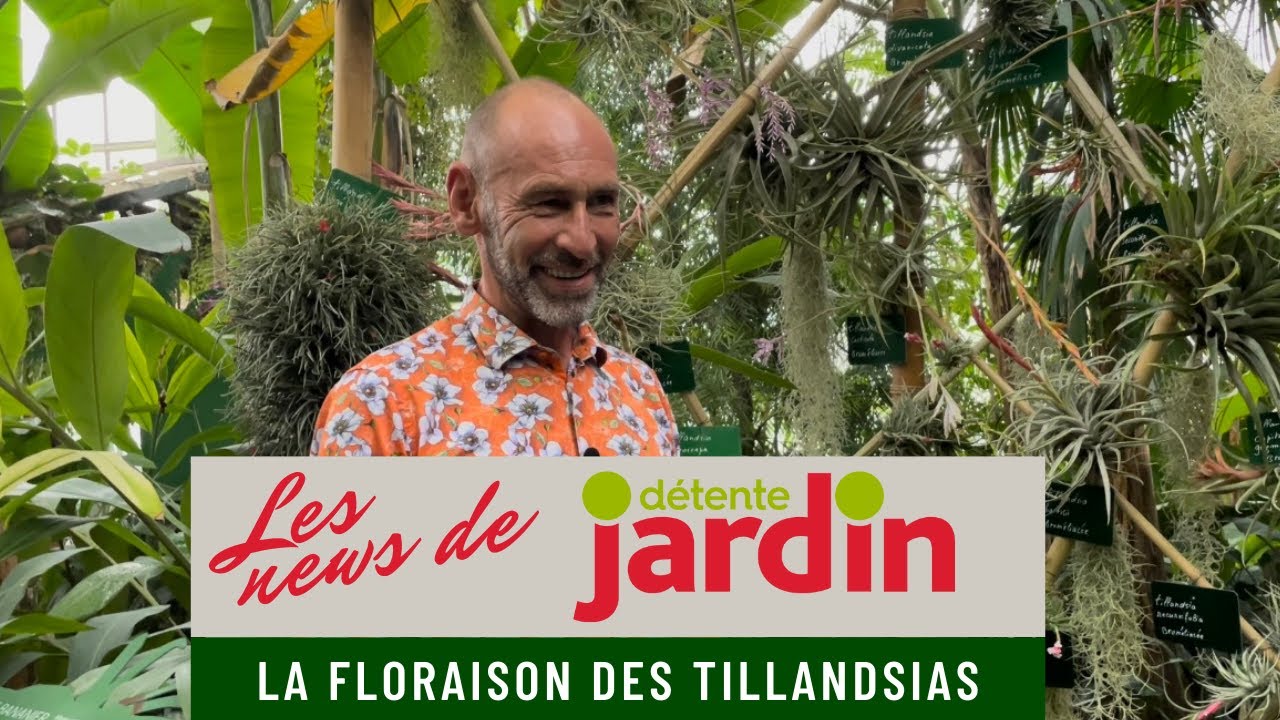 La floraison des tillandsias - YouTube