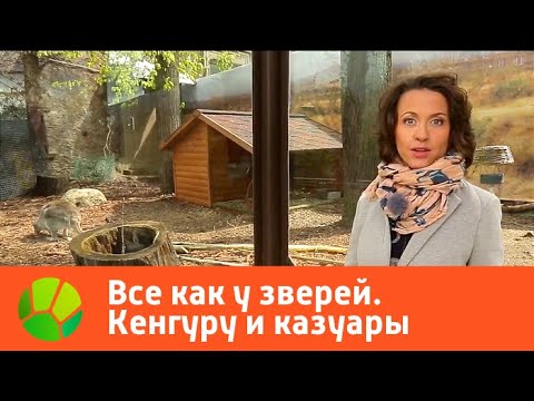 Все как у зверей. Кенгуру и казуары | Живая Планета