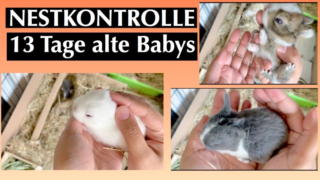Kaninchen 8 Wochen Alt Ernährung 13.tage alte Kaninchen Babys/Kaninchenbande - YouTube