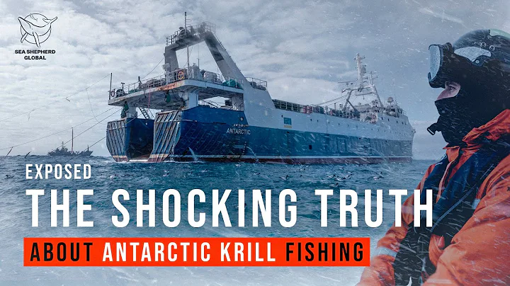 Exposed: The Shocking Truth about Antarctic Krill Fishing - DayDayNews