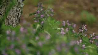 'Feels Like Summer' 'Feels Like Summer'