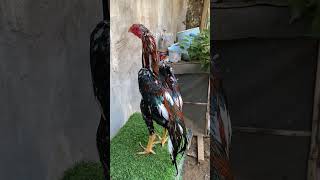 Absen Si Rizky Aditya Farm 99