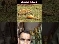 Nitesh Kumar official cheetah and Hyena attack