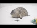 穴にハマって出られなくなったワモンアザラシのミゾレちゃん