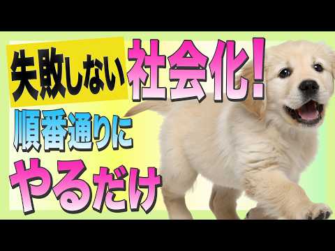 犬が他の犬と遊ばない理由と対処法5選！愛犬の気持ちを尊重した社会化のコツ