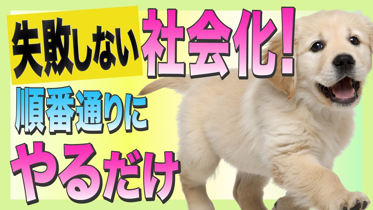 犬の社会化の仕方を知らないと犬のしつけがとても難しくなってしまいます。『慣らし方』が詳しくわかる！