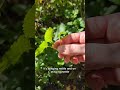 Mint family sprouting this time of year trailside #oakland #sfbay #sanfrancisco #california #hiking