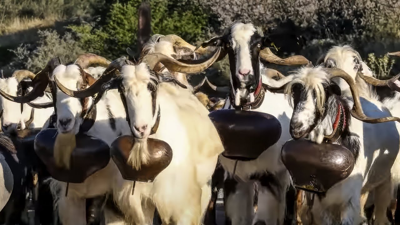 12o Oδοιπορικό του Νίκου Τομαρά στον τσέλιγκα Γιώργο Ντάλιο | Καλάβρυτα - Χελμό