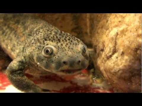 Pleurodeles waltl (HD movie 03) - Monster Newts.
