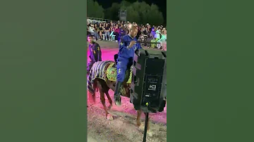 حصان باجة باجه 
