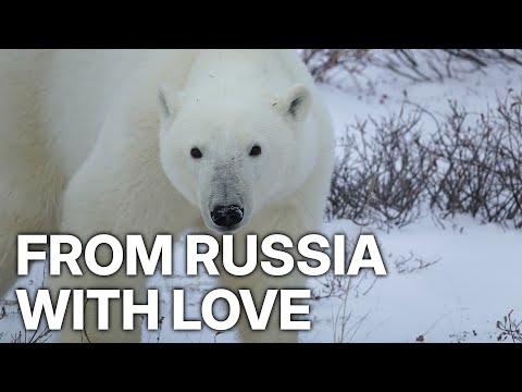 Bringing Home The Bears E02 | From Russia with Love