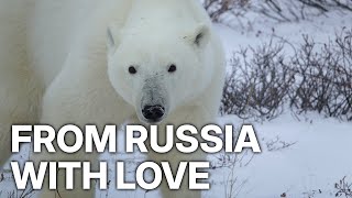 BRINGING HOME THE BEARS - FROM RUSSIA WITH LOVE