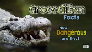 Crocodilian Facts - How dangerous are They? 🐊 by Animal Educate 714 views 2 years ago 10 minutes, 52 seconds