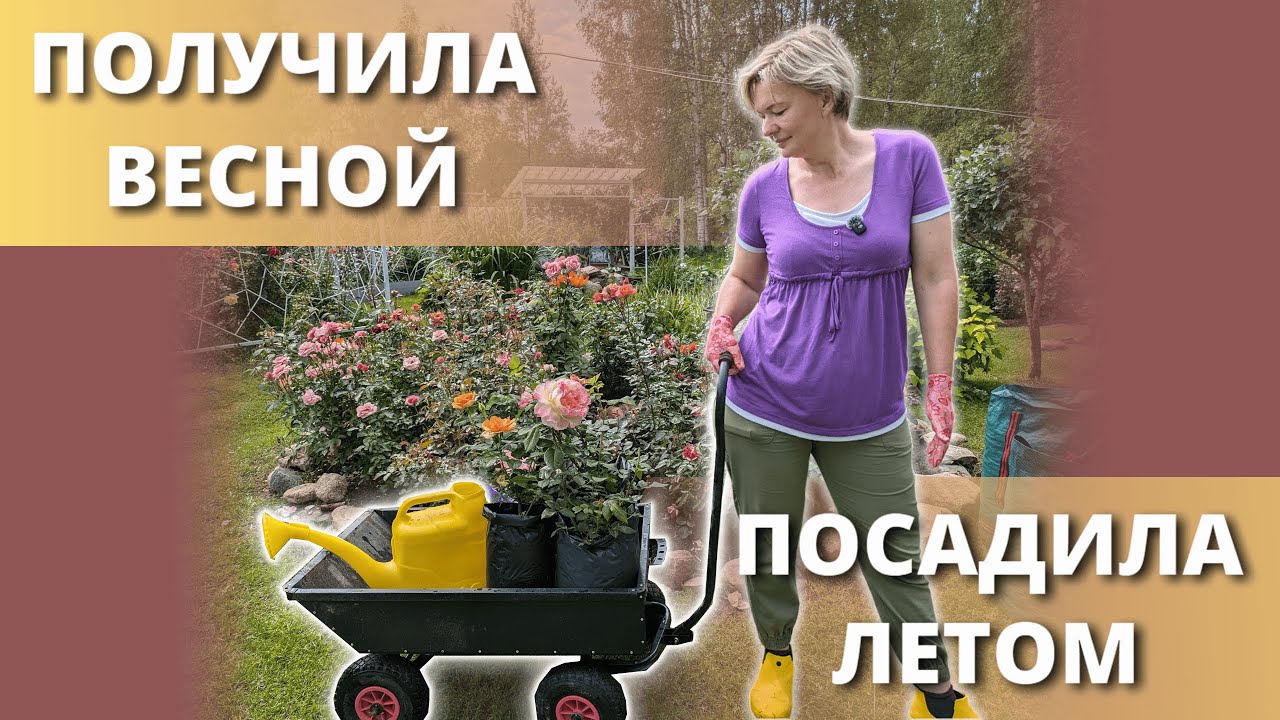 САЖАЮ ЦВЕТУЩИЕ РОЗЫ В ЖАРУ!  Собираю клумбу по цвету и размеру. 9 июля 2025г.