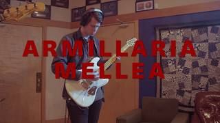 Wolf & Bear - Armillaria Mellea (Live From Pus Cavern) chords