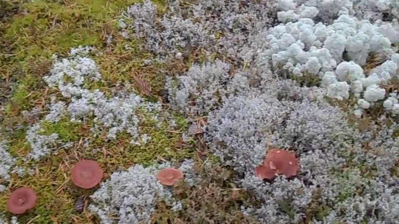 Горькушки.