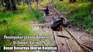 MANCING BELUT PARITAN SAWIT YANG MENGERING UKURAN BELUTNYA BESAR BESAR