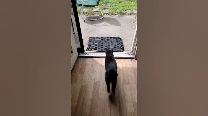 "HOT LAVA!" Silly cat doesn't step on any mat by t...