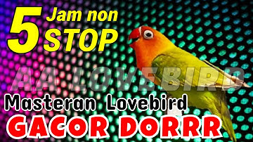 Masteran Pancingan Lovebird Panjang Ngekek 5 Jam Tanpa Jeda