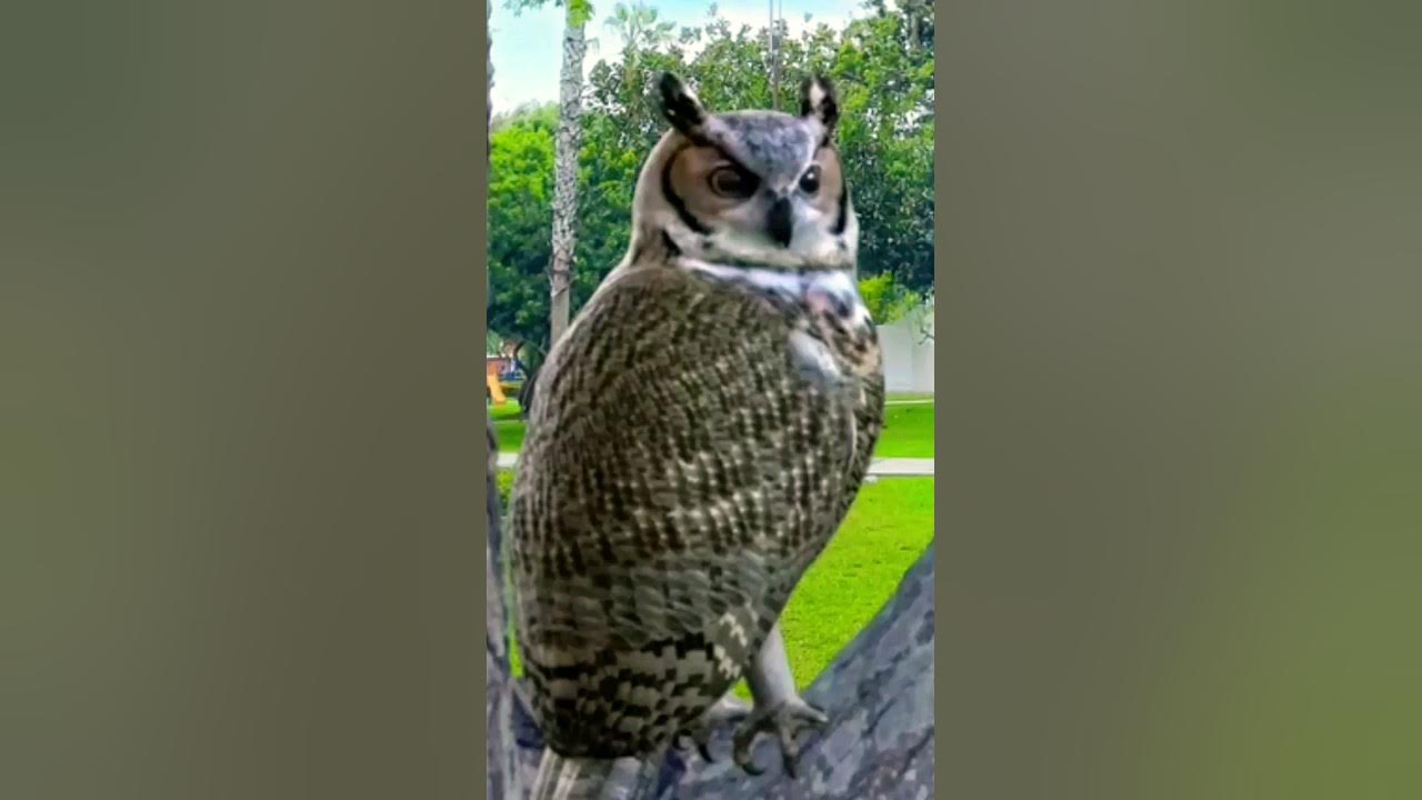 Great grey owl call | big owl sounds #bird #nature Great grey owl call | big owl sounds #bird #nature