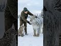 Brave Snow Leopard Cub Saves His Frozen Mother With A Kind Man's Help! #rescue #animals #wildlife