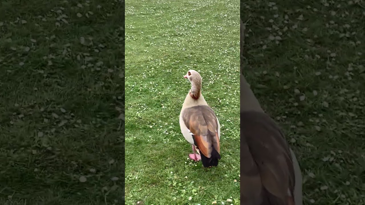 "🪿 4 goslings graze while 4 chill by the Round Pond, late afternoon 🌿🐥🌅 (Family 2)" 