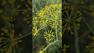 Mystery flowers #garden #gardening ##backyardgardening #mymorninggardenwalk #dill #pickle #diygarden