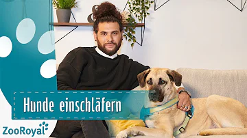 Woher weiß ich wann ich meinen Hund gehen lassen muss?