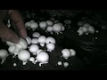 МЕЖВОЛНОВЫЕ грибы шампиньоны ч.1