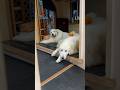 Alain Lily #greatpyrenees #todaysrunrun #グレートピレニーズ #今日のルンルン