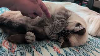 A Bunny Feet Sleeping Bean
