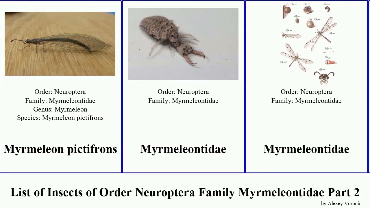 List of Insects of Order Neuroptera Family Myrmeleontidae Part 2 palpares libelloides neuroleon