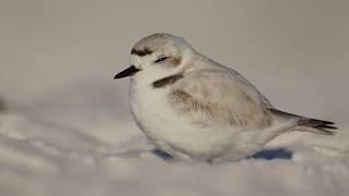 Snowy Plover 04/09/21 Florida Gulf Coast