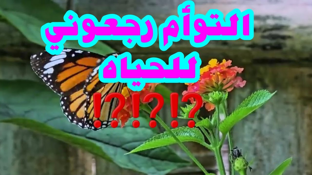 التوأم  رجعونى للحياه ⁉️⁉️⁉️