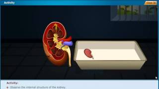 Observation of External and Internal Features of Kidney, Class 10 Biology