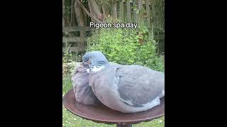 Pigeon spa day at the bird bath #birds
