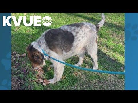 Meet Chester, a dog available to adopt from the Williamson County Regional Animal Shelter