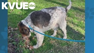 Meet Chester, a dog available to adopt from the Williamson County Regional Animal Shelter