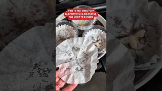 Every day the eggs will be a new color #moths #breeding