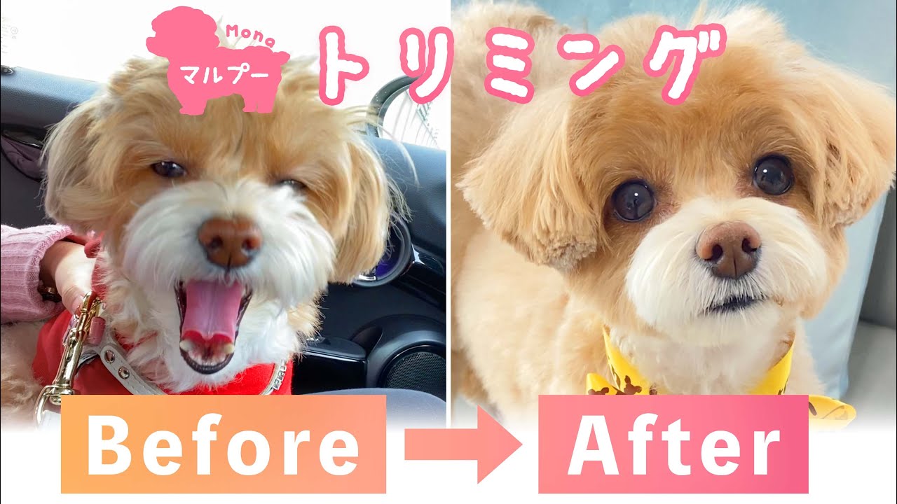 マルプー トリミング ミックス犬 衝撃のビフォーアフター 怪獣からお姫様に変身 トイプードル マルチーズ Youtube