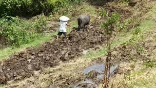 My grandfather busy with his rice field