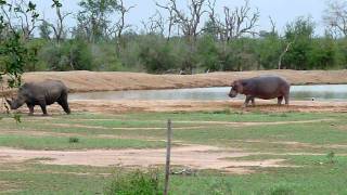Rhino vs Hippo