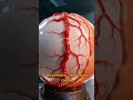 Вред капель от красных глаз и спазм сосудов #зрение #здоровье #глаза
