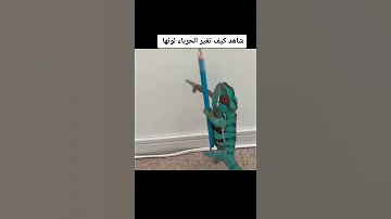 شاهد كيف تغير الحرباء لونها 