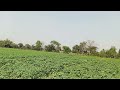 Alu ka kheti, pani chorne somoy, kisan ko liye ak to like kijiye(2)