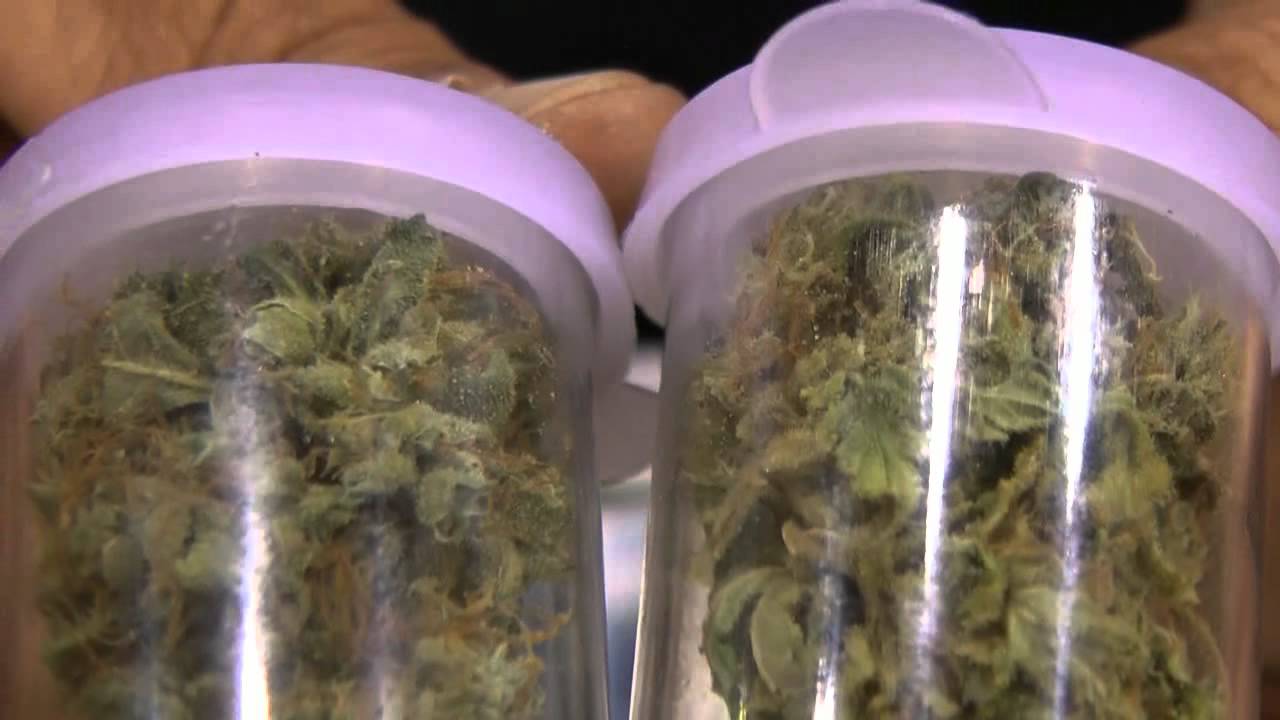 TY Expo 2012 Delta 9 Labs