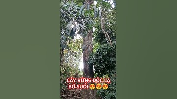 CÂY RỪNG ĐỘC LẠ BỜ SUỐI.