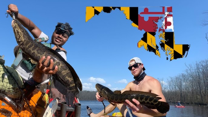 Catching Snakeheads When the Bite is Tough (Maryland Snakehead Fishing) 