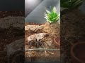 Пауки 🕷 #пауки #выставка